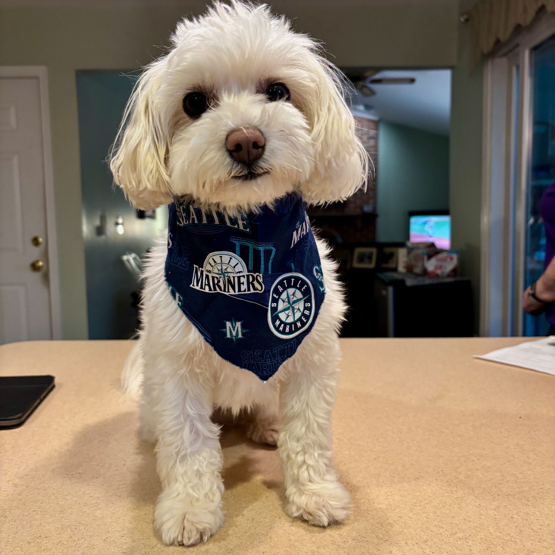 RIpley. A small white dog is sitting on a countertop wearing a Seattle Mariners bandana.